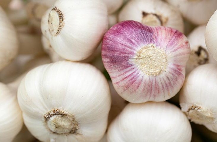 Superfood Knoblauch auf STRIKE magazin