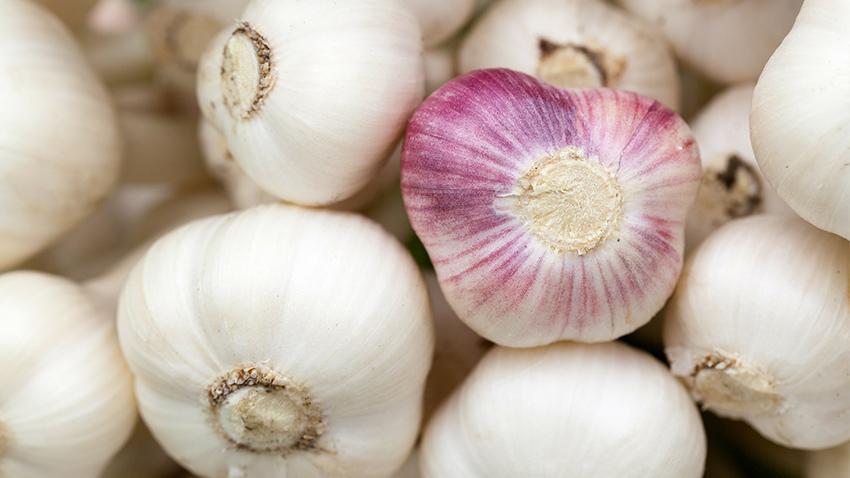 Superfood Knoblauch auf STRIKE magazin