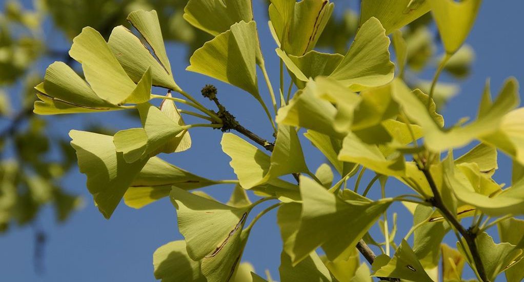 Superfood Ginkgo Biloba - Wirkung, Herkunft & Verzehrtipps