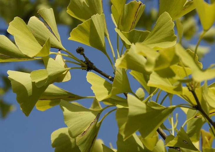 Superfood Ginkgo Biloba - Wirkung, Herkunft & Verzehrtipps