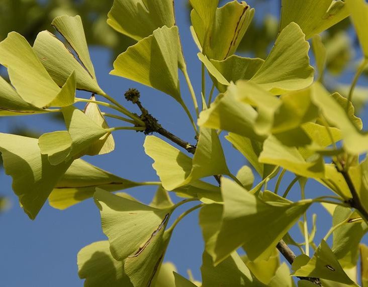 Superfood Ginkgo Biloba - Wirkung, Herkunft & Verzehrtipps