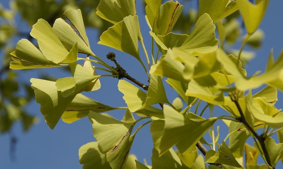 Superfood Ginkgo Biloba - Wirkung, Herkunft & Verzehrtipps