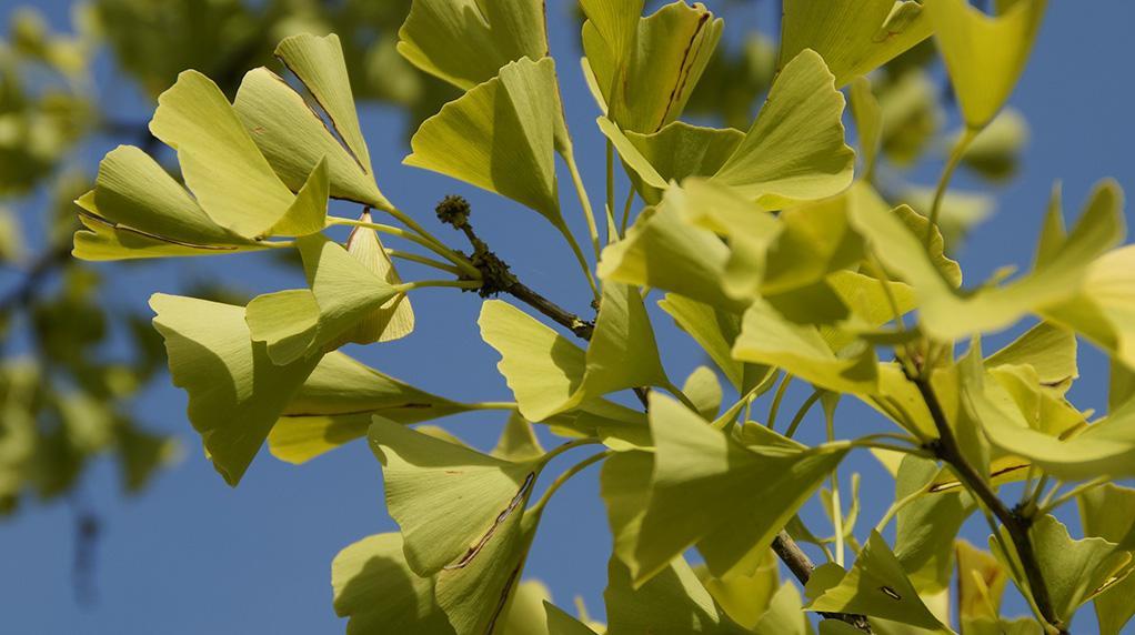 Superfood Ginkgo Biloba - Wirkung, Herkunft & Verzehrtipps