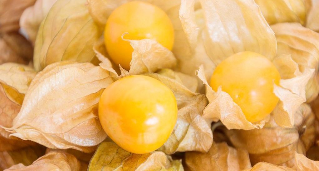 Superfood Physalis auf STRIKE magazin