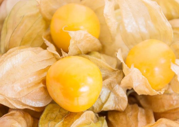 Superfood Physalis auf STRIKE magazin