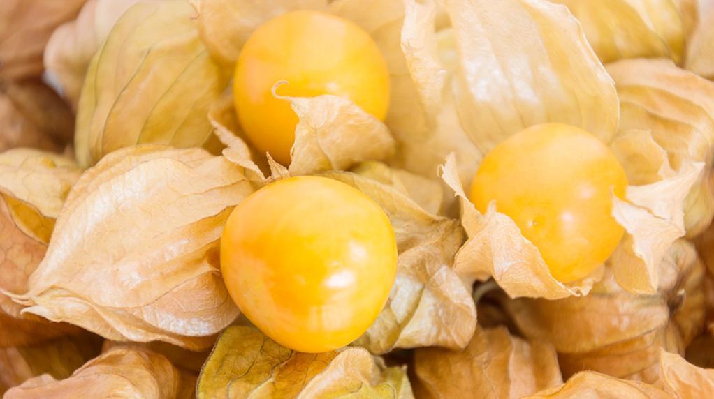 Superfood Physalis auf STRIKE magazin